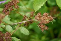 Spiraea canescens